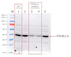 Anti-PDHE1-A | Pyruvate dehydrogenase E1 component subunit alpha-1, mitochondrial - image 1